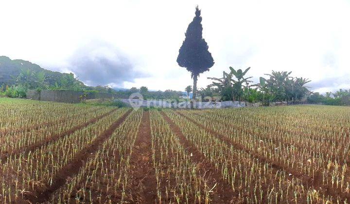 Tanah View Gunung di Candikuning Bedugul 2