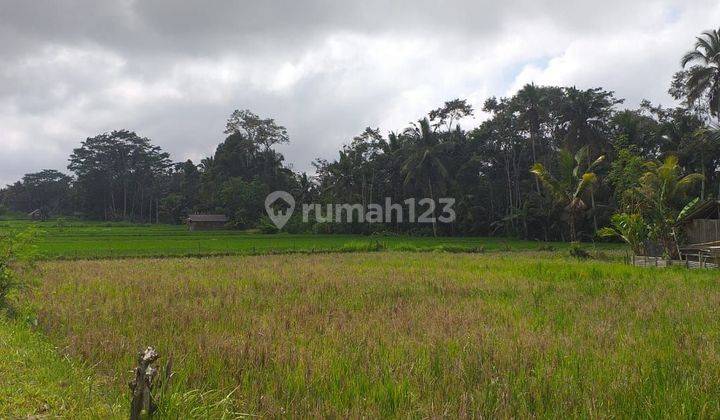 Tanah Tegalan di Raya Pejeng Tampaksiring  Dekat Ubud  1