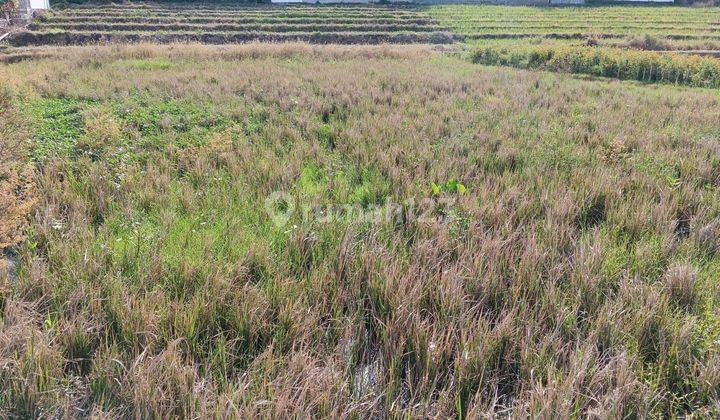 Tanah Lingkungan Villa di Padonan Tibubeneng 1