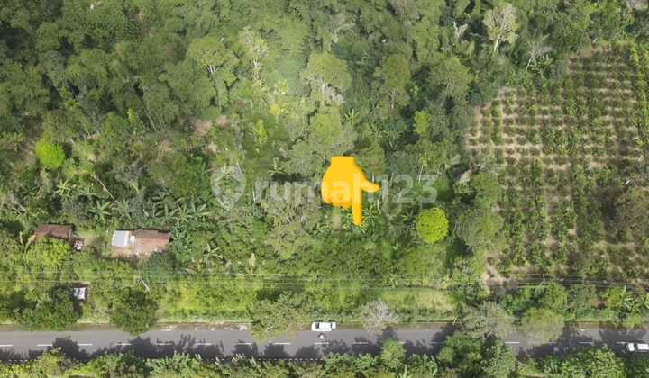 Tanah Komersil di Jalan Utama Pelaga Badung