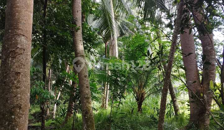 Dijual Tanah Dekat Pantai Batukaras Pangandaran - 1.422 M² | 5 Menit Jalan Kaki ke Pantai | Cocok Villa & Investasi