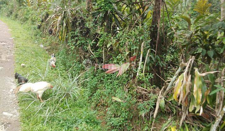 Tanah Di Gunung Salak Tamansari Bogor 2