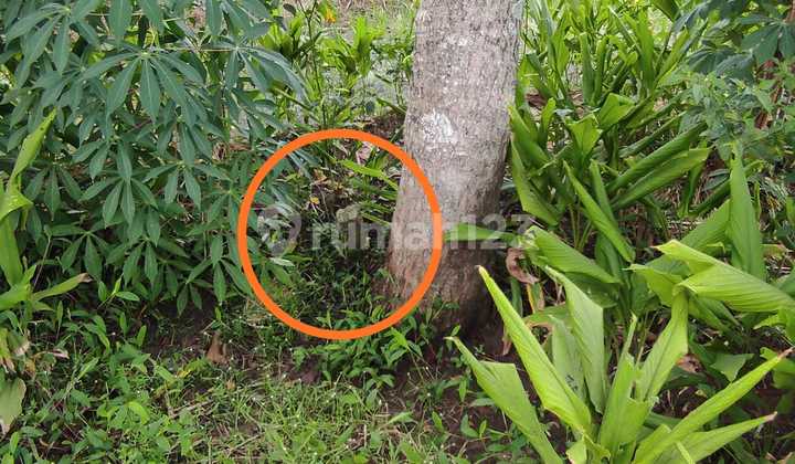 Dawarblandong, hanya 89m ke Tol.