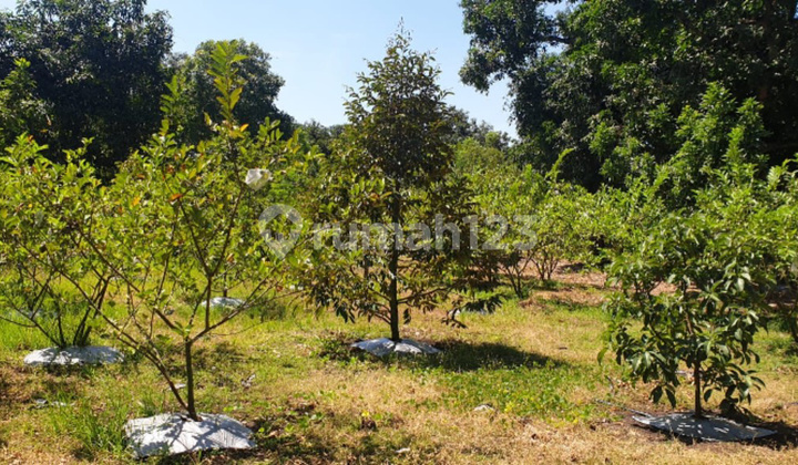 Rembang Fruit Garden, Pasuruan, fertile, abundant water.