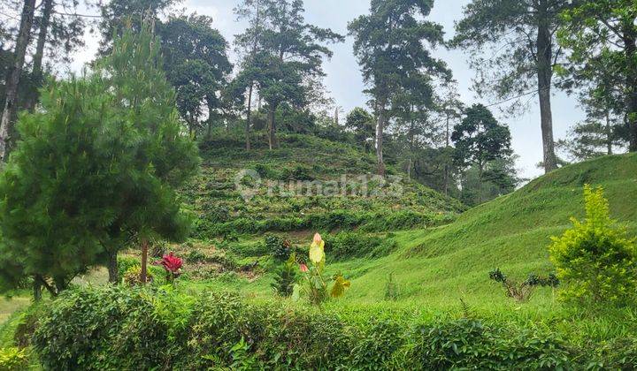 Puncak villa Cantik Nuansa Pegunungan Dgn Hutan Pinus 2