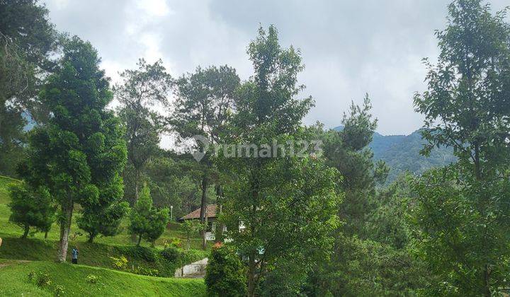 Puncak villa Cantik Nuansa Pegunungan Dgn Hutan Pinus 6