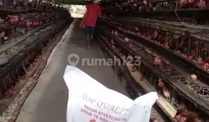 Sell Land with Chicken Farm Bonus in Rumpin Bogor Sell Land with Chicken Farm Bonus in Rumpin Bogor