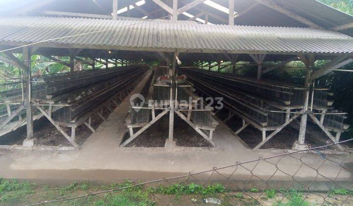 Dijual Farm Ex Ayam Petelur Beserta Fasilitas Nya Di Desa Nagrak Cibadak Sukabumi  2