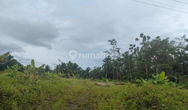 Dijual Cepat Tanah Perkebunan di Bayah Lebak Banten  2