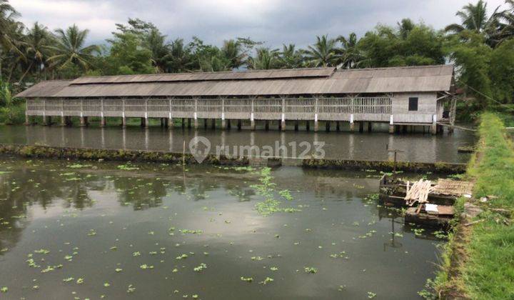 Tambak Ikan Lokasi di Ciawang Tasikmalaya 1