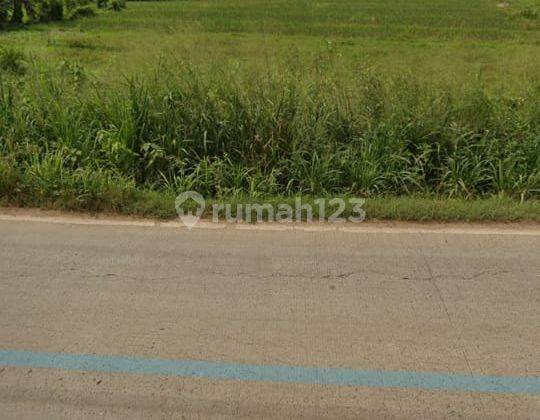 Dijual Tanah Dipinggir Jalan Raya Cikande Rangkasbitung Banten 4