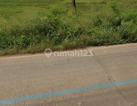 Dijual Tanah Dipinggir Jalan Raya Cikande Rangkasbitung Banten 5