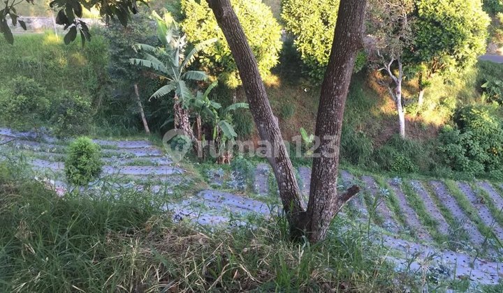 Gunung Putri, Lembang. Tanah Kebun Luas di Bandung