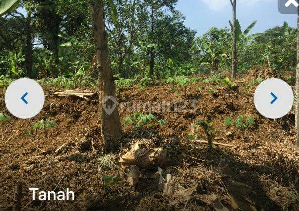 Dijual Tanah Lelang di Hambalang Citeureup Bogor Jawa Barat 2