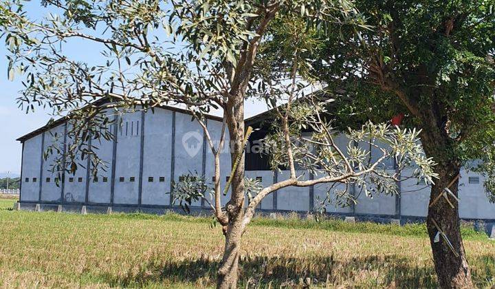 Dijual Tanah Industri Jln Klidang Stasiun Batang 6