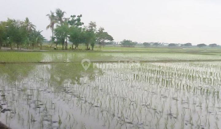 Tanah Sawah Zona Kuning, Dkt St. Kereta Strategis di Bekasi. 0985 2