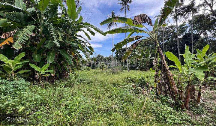 Rectangular Plot For Freehold Land With Jungle Views In Pasut 2322 l 2