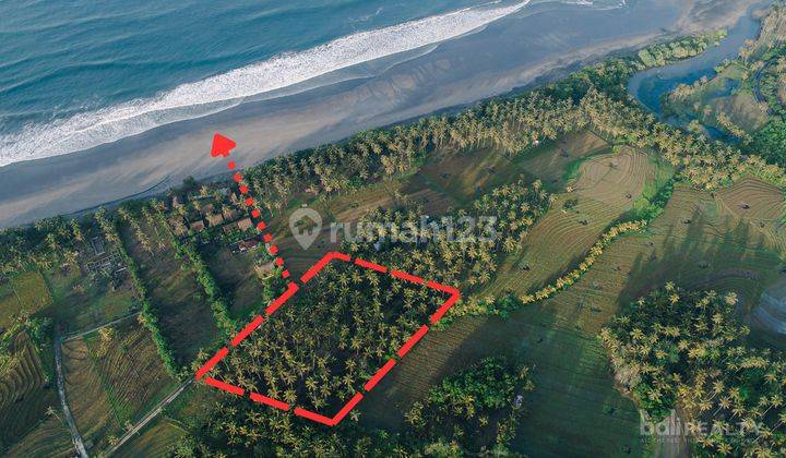 Prime 9000sqm Freehold Land, Only 100m From Balian Beach 2366 C 1