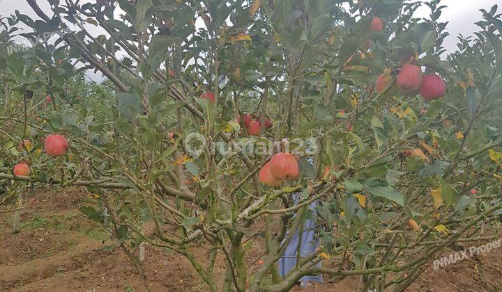 Kebun Apel Produktif  di Kota Batu 1