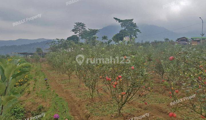 Kebun Apel Produktif  di Kota Batu 2