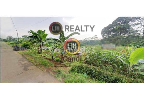 Kavling di Cemara Rowogandu Gedong Patean Sukorejo Kendal Jawa Tengah 1