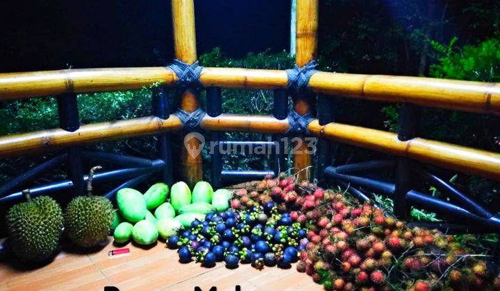 Rumah di Sukabumi SHM Bagus lengkap dengan pohon buah-buahan 2