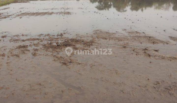 Tanah Sawah Cocok Untuk Perumahan di Kawasan Rajeg Tangerang 6