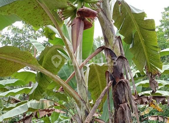 Jual Cepat Dan Murah Tanah Desa Di Cileles Lebak Banten 2