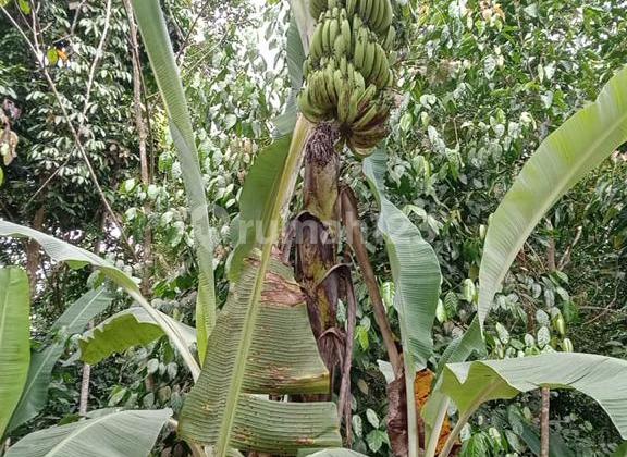 Jual Cepat Dan Murah Tanah Desa Di Cileles Lebak Banten 5