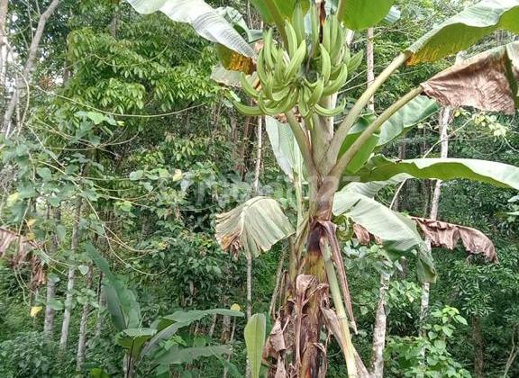 Jual Cepat Dan Murah Tanah Desa Di Cileles Lebak Banten 6