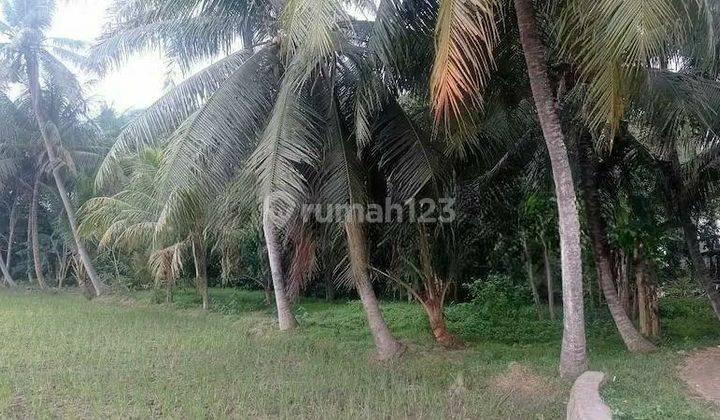 Tanah Komersial Tanah Darat Tanah Kebun Kelapa di Jl Pengarengan 1