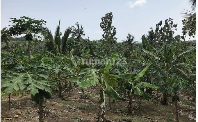 Tanah Harga Murah Di Sobang Pandeglang Banten 2