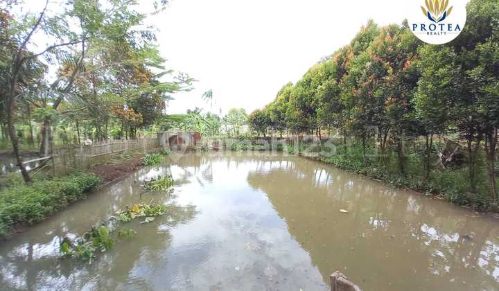 LAND PLOT IN CIDOKOM, GUNUNG SINDUR LAND PLOT IN CIDOKOM, GUNUNG SINDUR