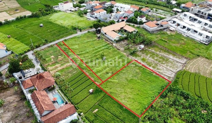 Tanah Murah Jalan Abasan Tibubeneng Canggu