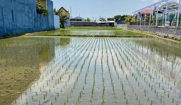 Land of the Mengwi Mountains Badung Bali 2