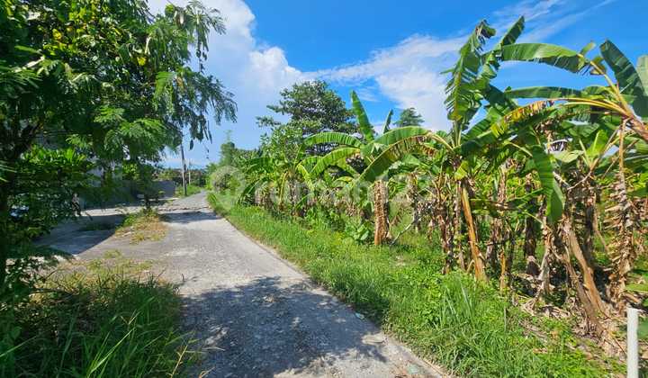Commercial Land Berawa Canggu Badung