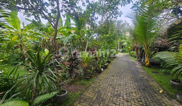 Tanah Beringin Dalung Padonan Canggu Badung Tanah Beringin Dalung Padonan Canggu Badung