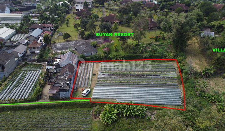 Tanah Perkebunan View Danau pancasari buleleng 1