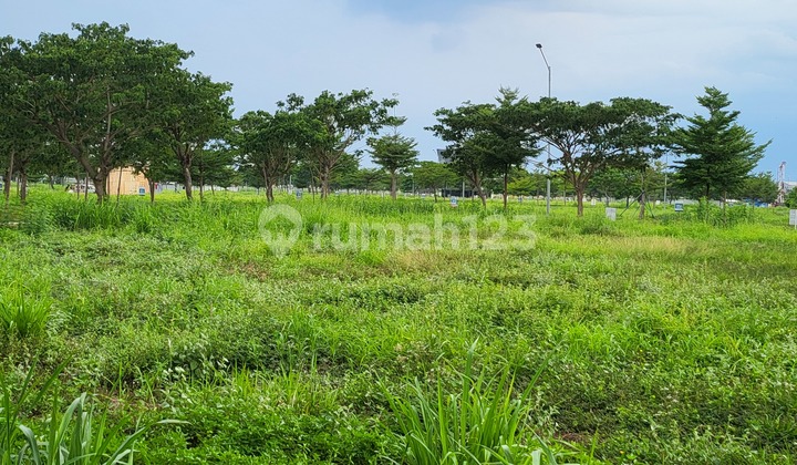 Commercial PIK Brooklyn Plot