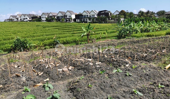 Bagus Tanah 6 Are View Sawah Dekat Pantai Mengening Cemagi Bali Bagus Tanah 6 Are View Sawah Dekat Pantai Mengening Cemagi Bali