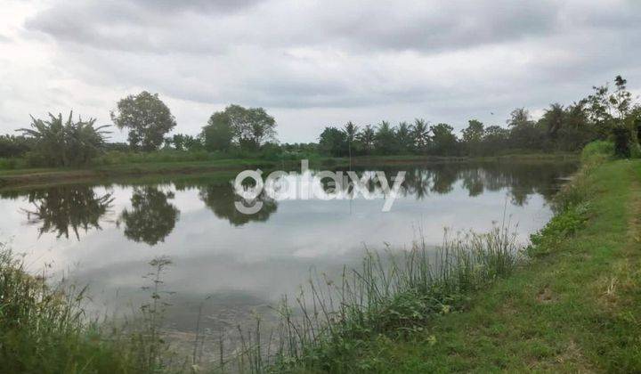 JUAL TANAH TAMBAK 4,5 HA TANAH MERAH SUMENEP MADURA 1