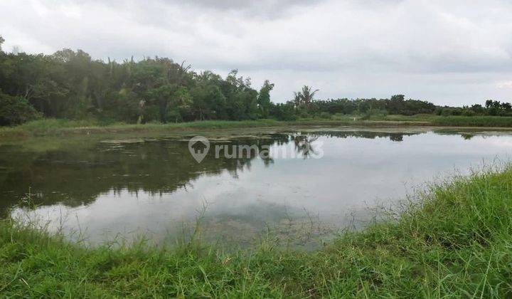 Jual Tanah Tambak 4,5 Ha Tanah Merah Sumenep Madura 2