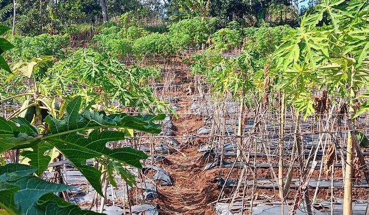 Tnh Kebun Tjn Kamuning Kuyamut Perum Puri Allegra Tarogong 2