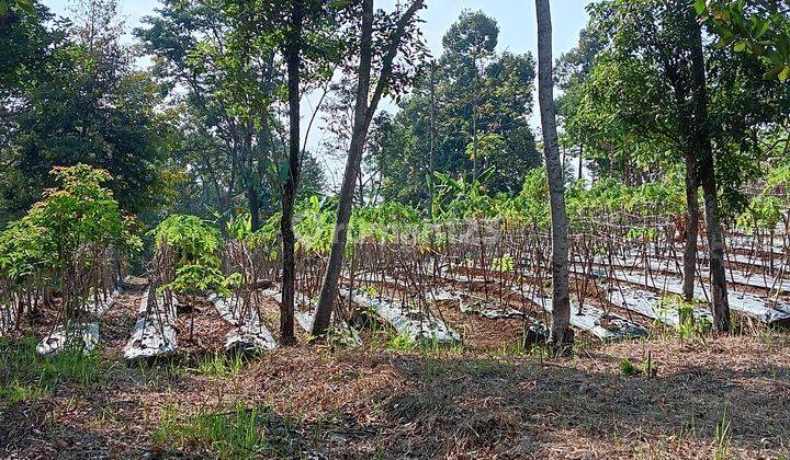 Tnh Kebun Tjn Kamuning Kuyamut Perum Puri Allegra Tarogong 1