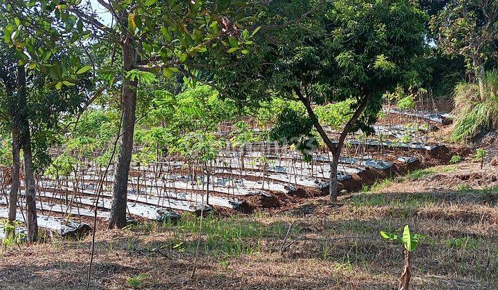 Tnh Kebun Tjn Kamuning Kuyamut Perum Puri Allegra Tarogong 1