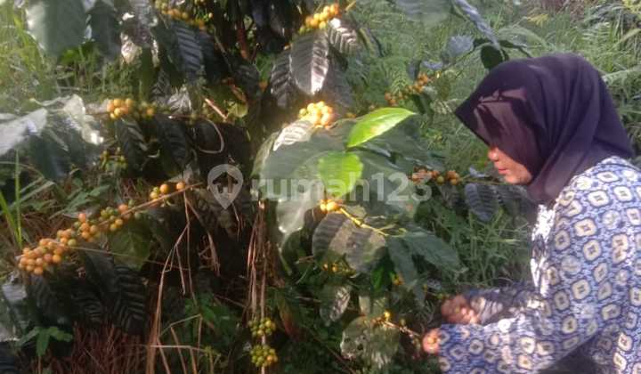 Wide Land, Coffee Plantation, Sheep Farming, Karang Tengah Caringin Garut Wide Land, Coffee Plantation, Sheep Farming, Karang Tengah Caringin Garut