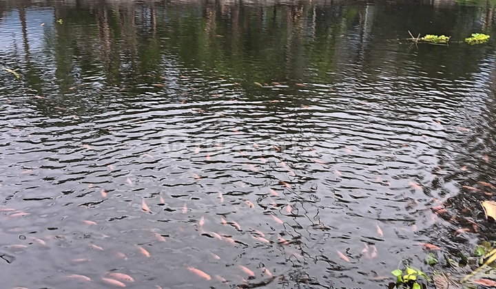 Rmh Villa + Kolam Pancing di Cipanas Tarogong Garut