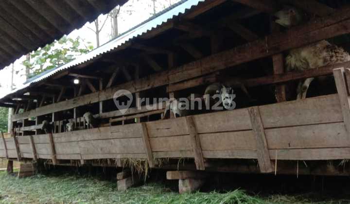 Tanah Luas Kbn Kopi, Ternak Domba, Karang Tengah Caringin Garut