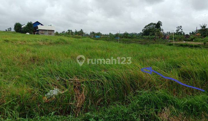 Dijual Cepat Tanah Untuk Perumahan villa di Kaba kaba Tabanan 2