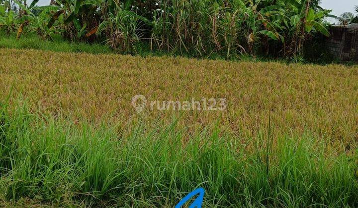 Tanah Untuk Agrobisnis di Kaba kaba Tabanan 1